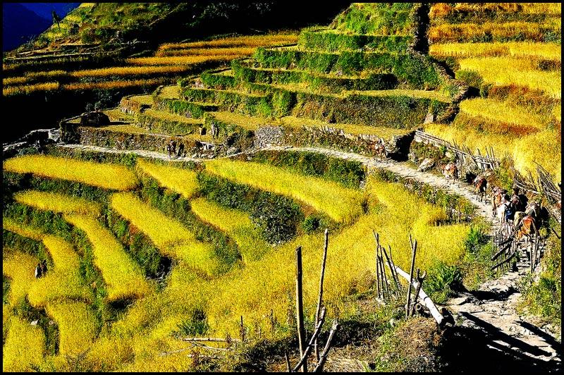 Foto: Nep�l-Gandaki