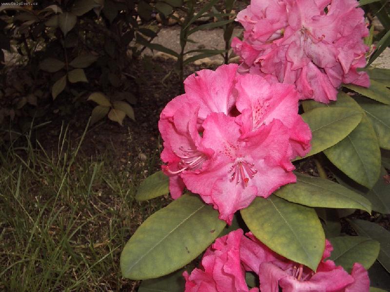 Foto: R��ovy-Pnouci rododendron