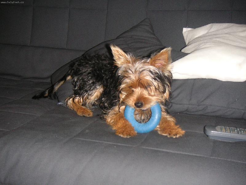 Foto: Maxinek s kole�kem-Maxime