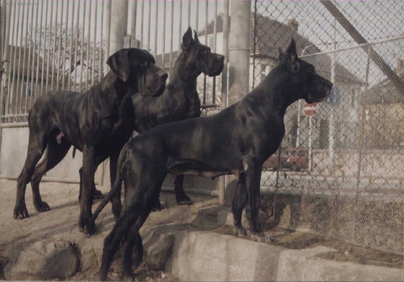 Foto: ICH Cecil + ICH Centa + ICH Aigi Uttis-Aigi + Cecil a Centa