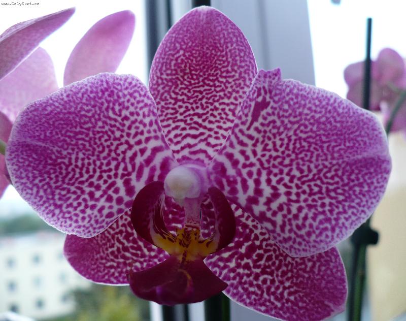 Foto: m�rovec ��han�