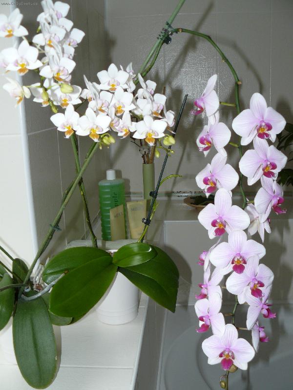 Foto: phalenopsis-phalenopsis