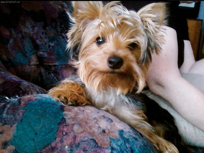 Foto: m�j mil��ekTerry-mazl��ek