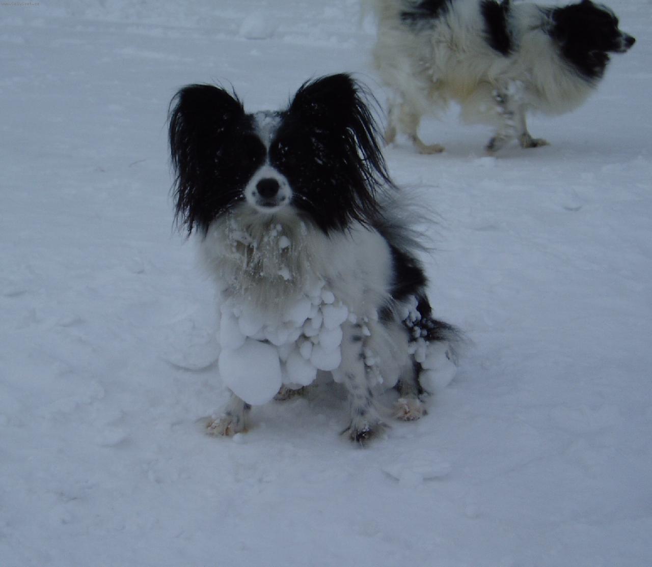 Foto: sn�hov� strasti