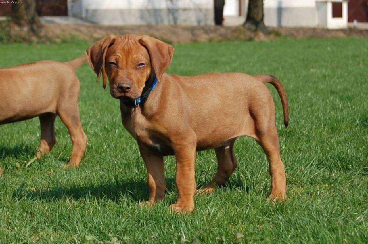 Foto: DAZZLING TAQ NERO