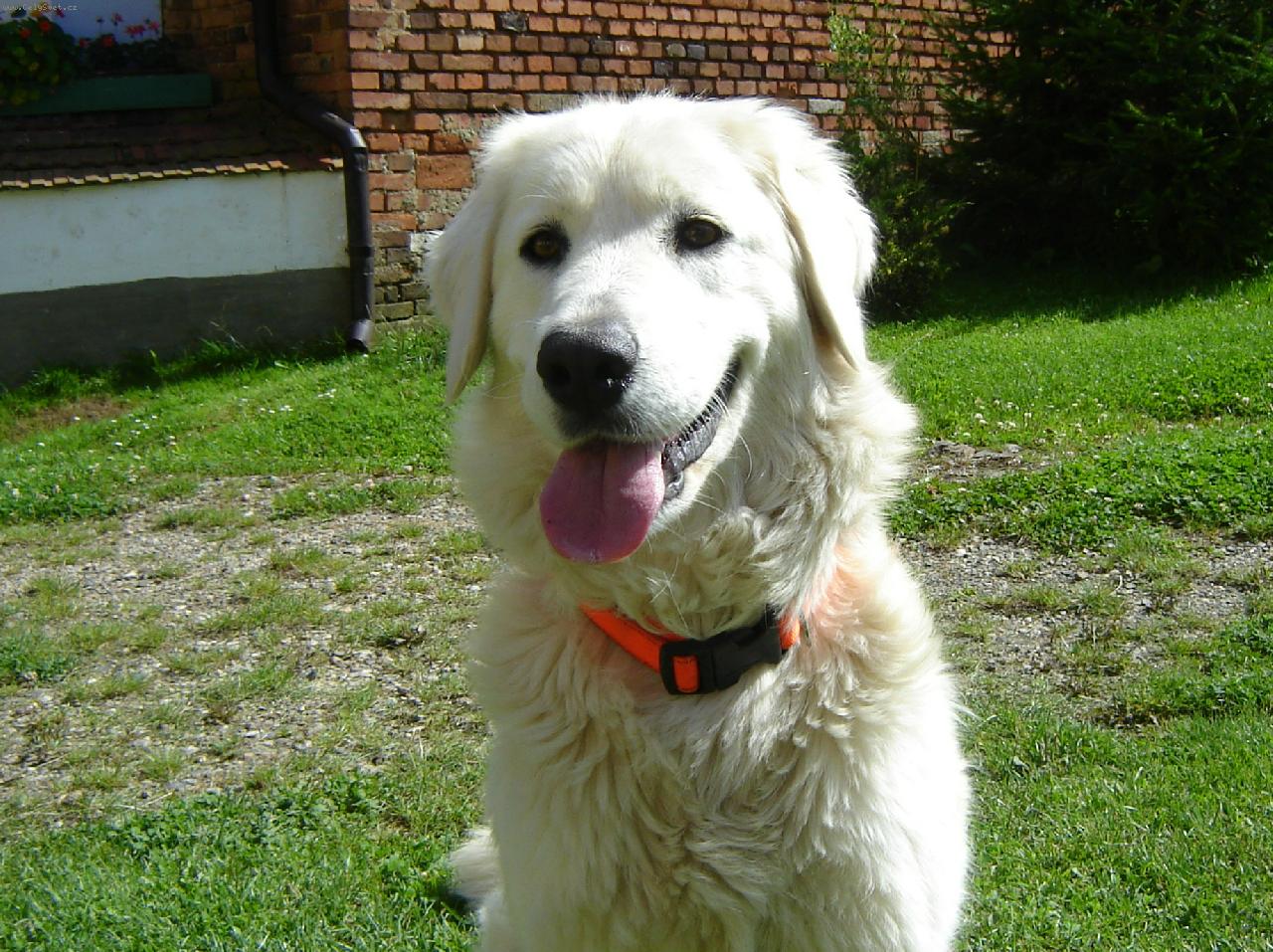 Foto: Dina-n� mazl��ek