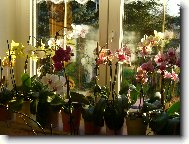 Phalaenopsis