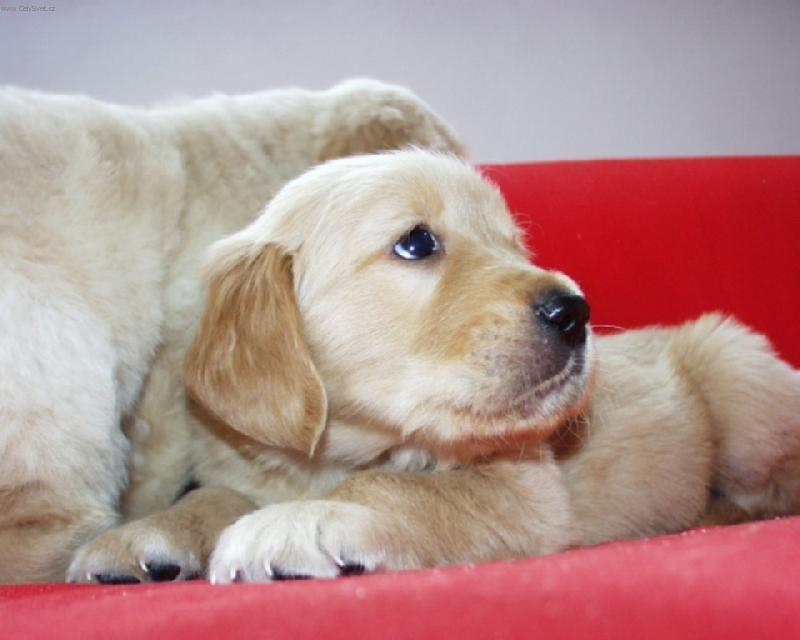 Foto: miminko-K��a