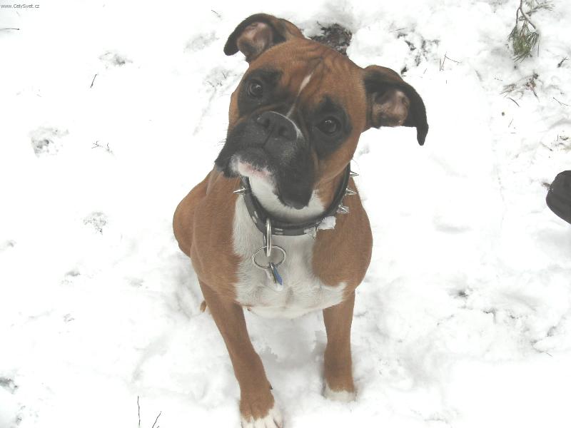 Foto: �ek�m na povel, p�n��ku!-Angie na sn�hu