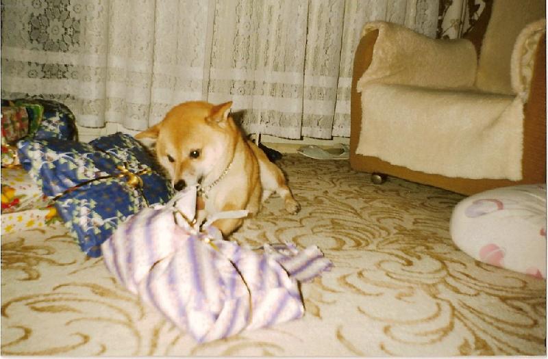 Foto: V�noce 2004-rozbalov�n� d�rk�