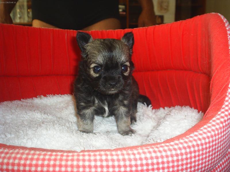 Foto: D�mon-Pel�ek