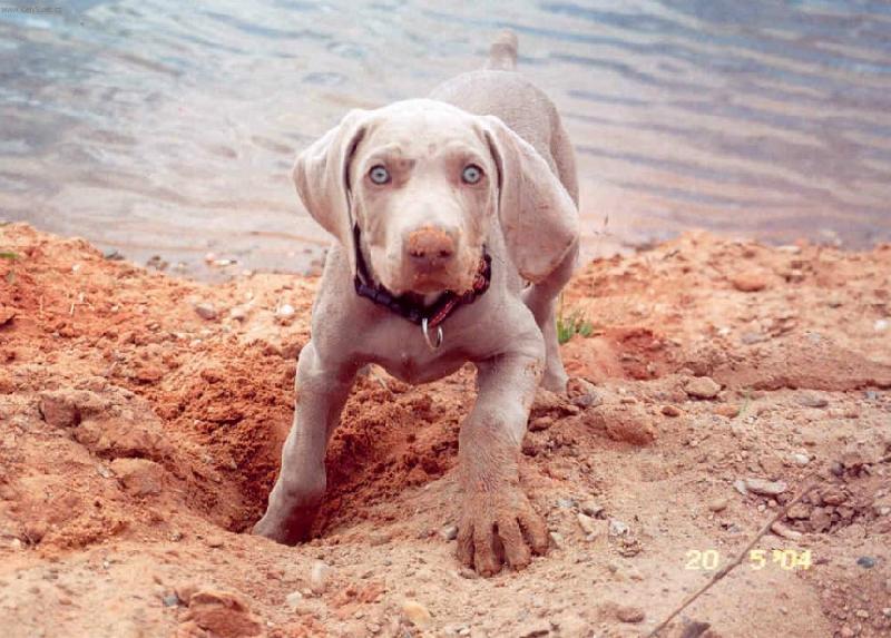 Foto: Bartik u vody-poprve u vody