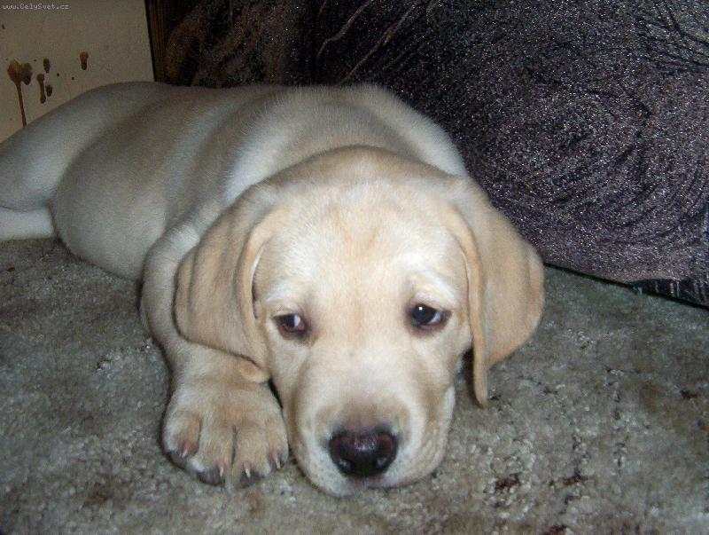 Foto: Max�k-To jsem ale unaven�