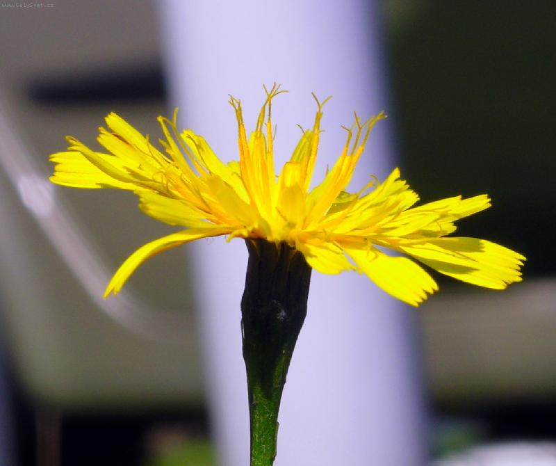 Foto: PAMPELI�KA - MAKRO