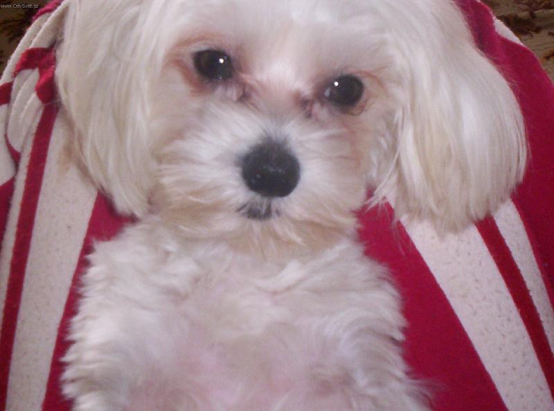 Foto: N� Jessienek-L�b�m se ti???