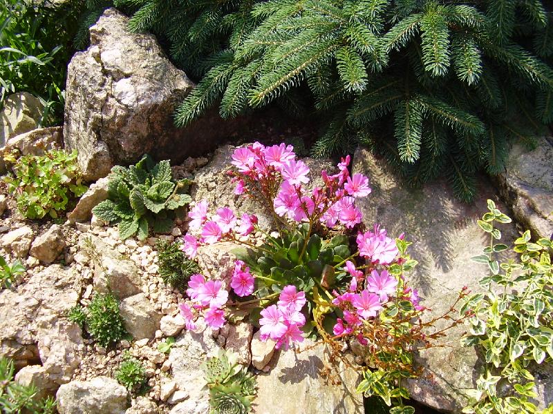 Foto: Lewisie-skalka