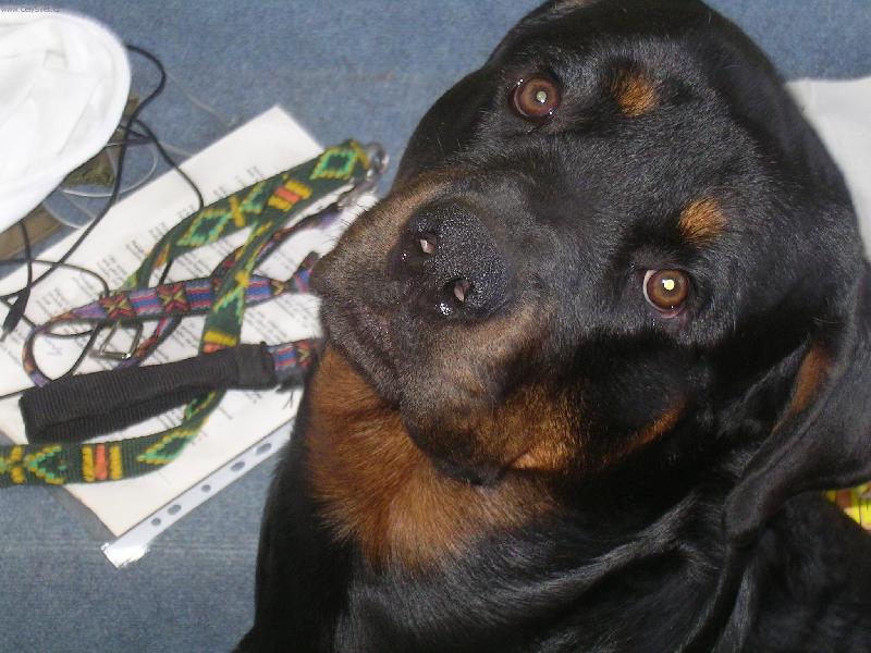 Foto: trha� Kamil:-)-Jsem osmdes�tikilov� mil��ek rodiny, sp�m v posteli a zlod�ji by m� asi odnesli i s trezorem:-)