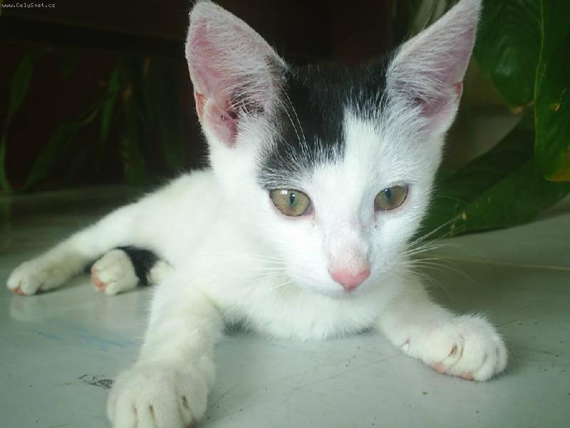 Foto: Micina-k��enec ko�ka x netop�r