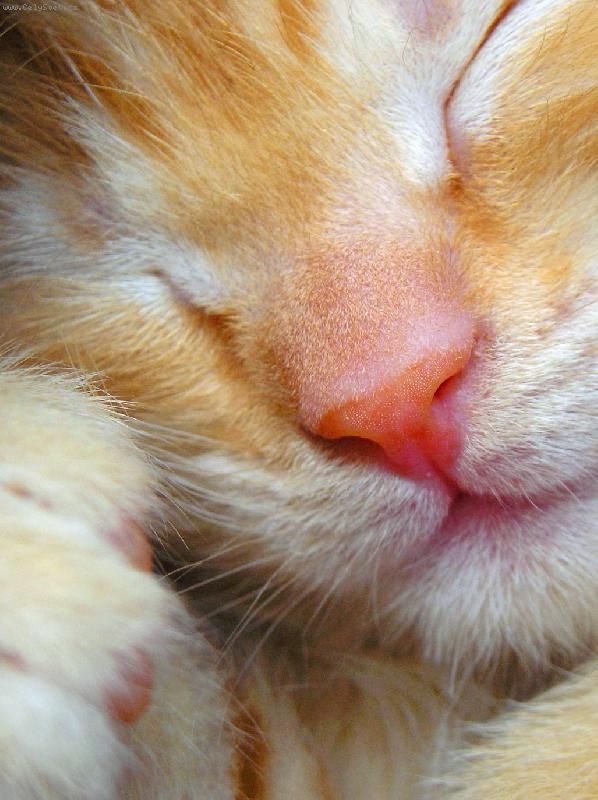 Foto: spink�m-neru�it