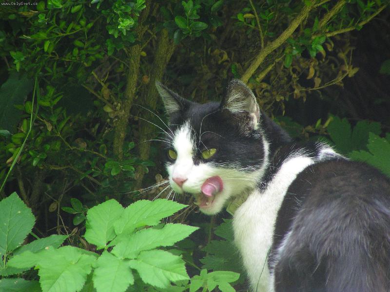 Foto: copak bude dobr�ho ?