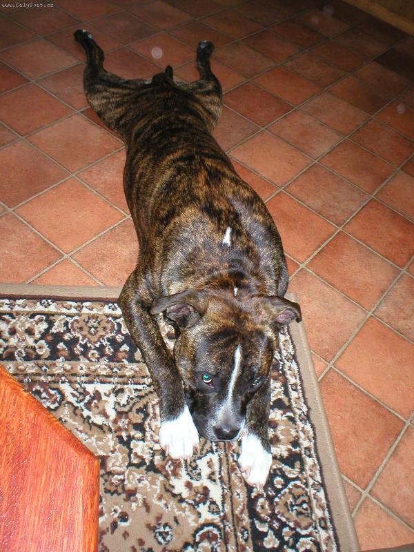 Foto: Brut-odpo��v�m,neru�it