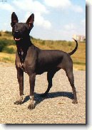 Americk� bezsrst� teri�r