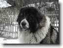 Kavkazsk� pasteveck� pes